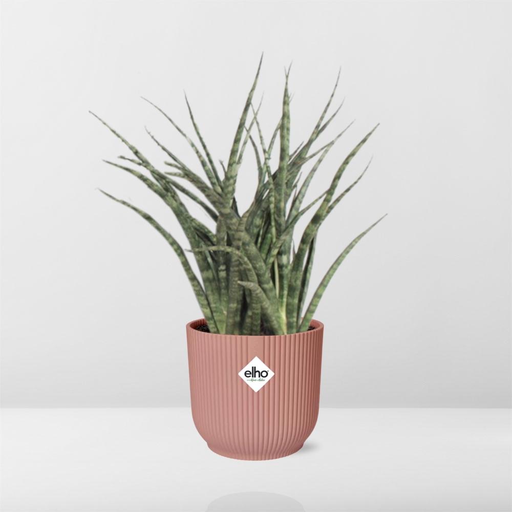 Sansevieria Fernwood Punk in ELHO Vibes Fold 14cm roze - Pflanzfix24