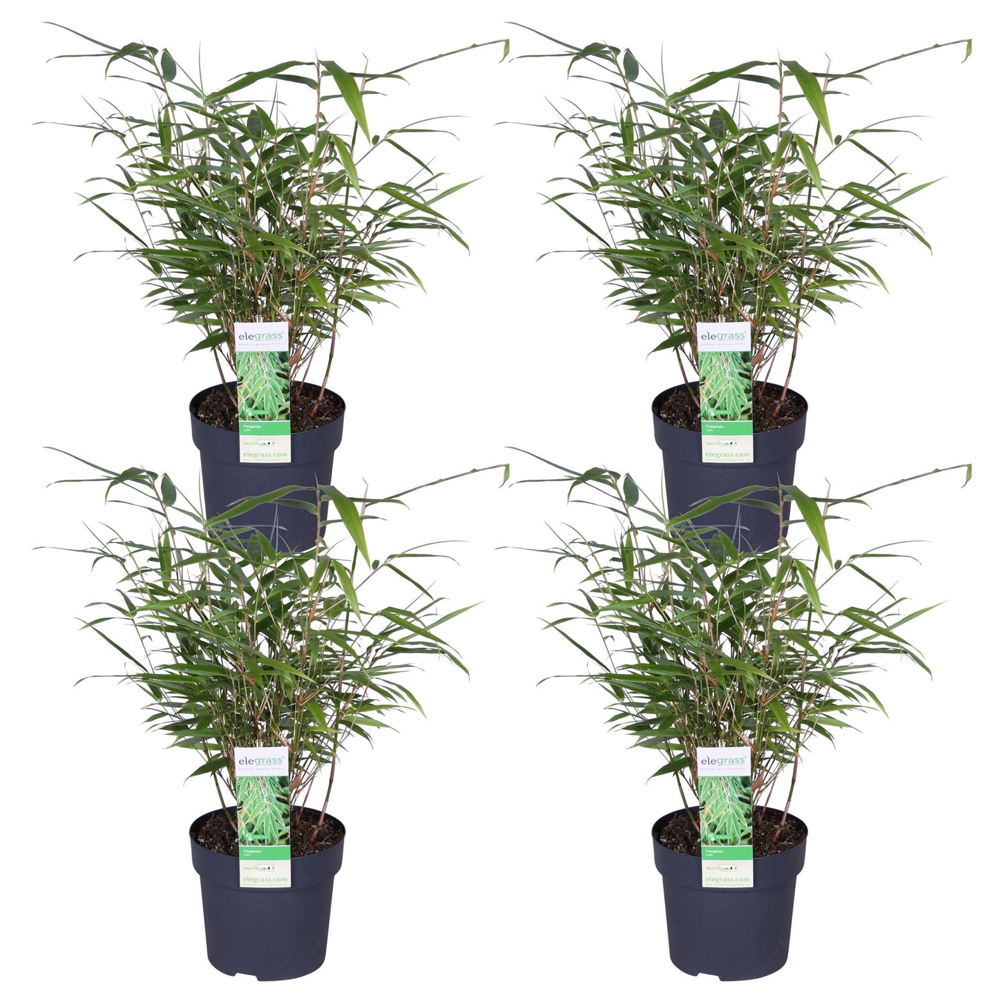 4x - Fargesia rufa - ↨40cm - Ø14 - pflanzfix24