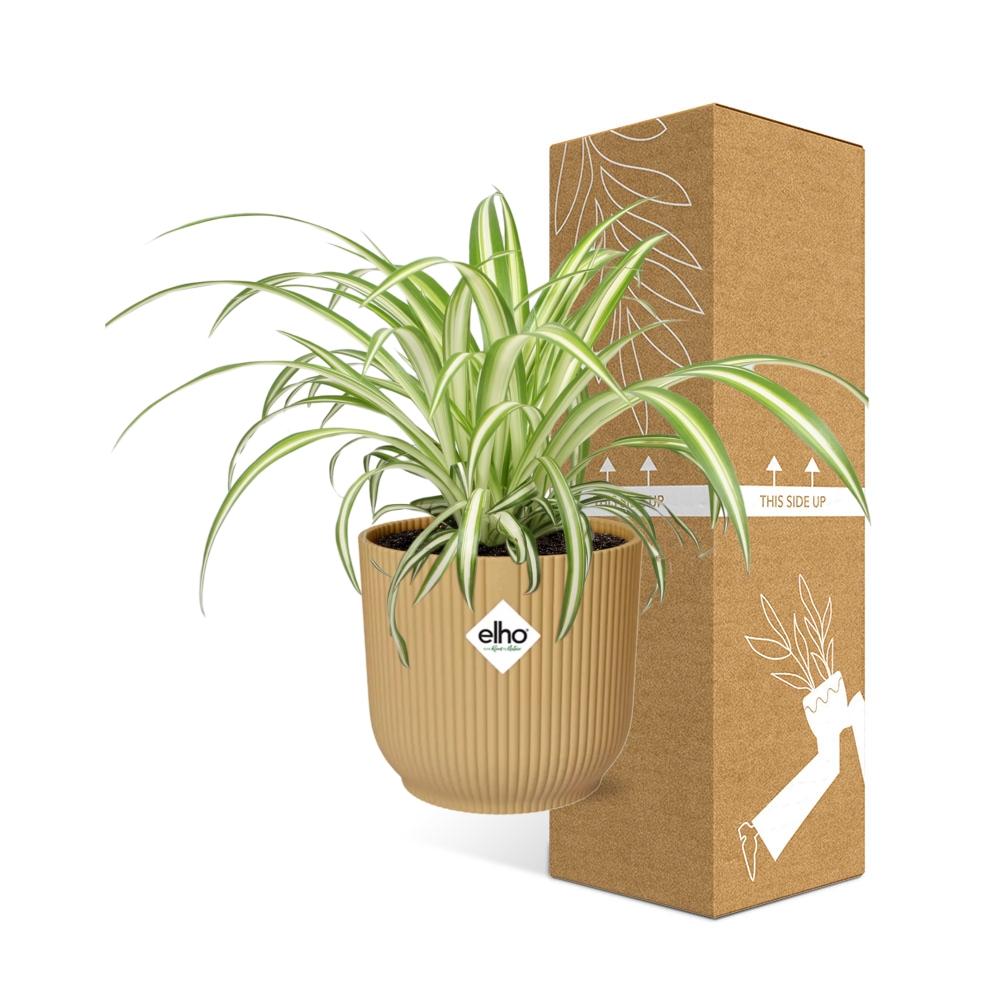 Chlorophytum Comosum Variegatum - Pflanzfix24