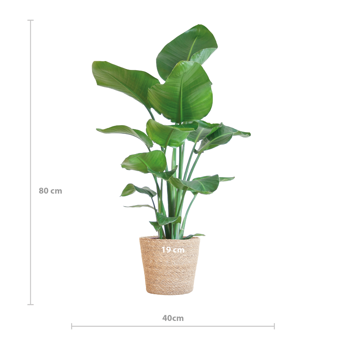 Strelitzia Nicolai 80 cm Ø21 mit Korb Sofia natur | Pflanzfix24.de - Pflanzfix24.de