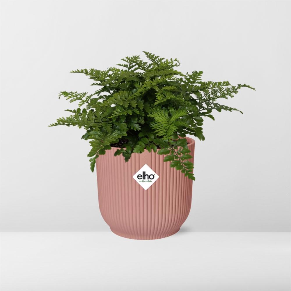 Asplenium Parvati in ELHO Vibes Fold 14cm – Farnkraut | Pflanzfix24