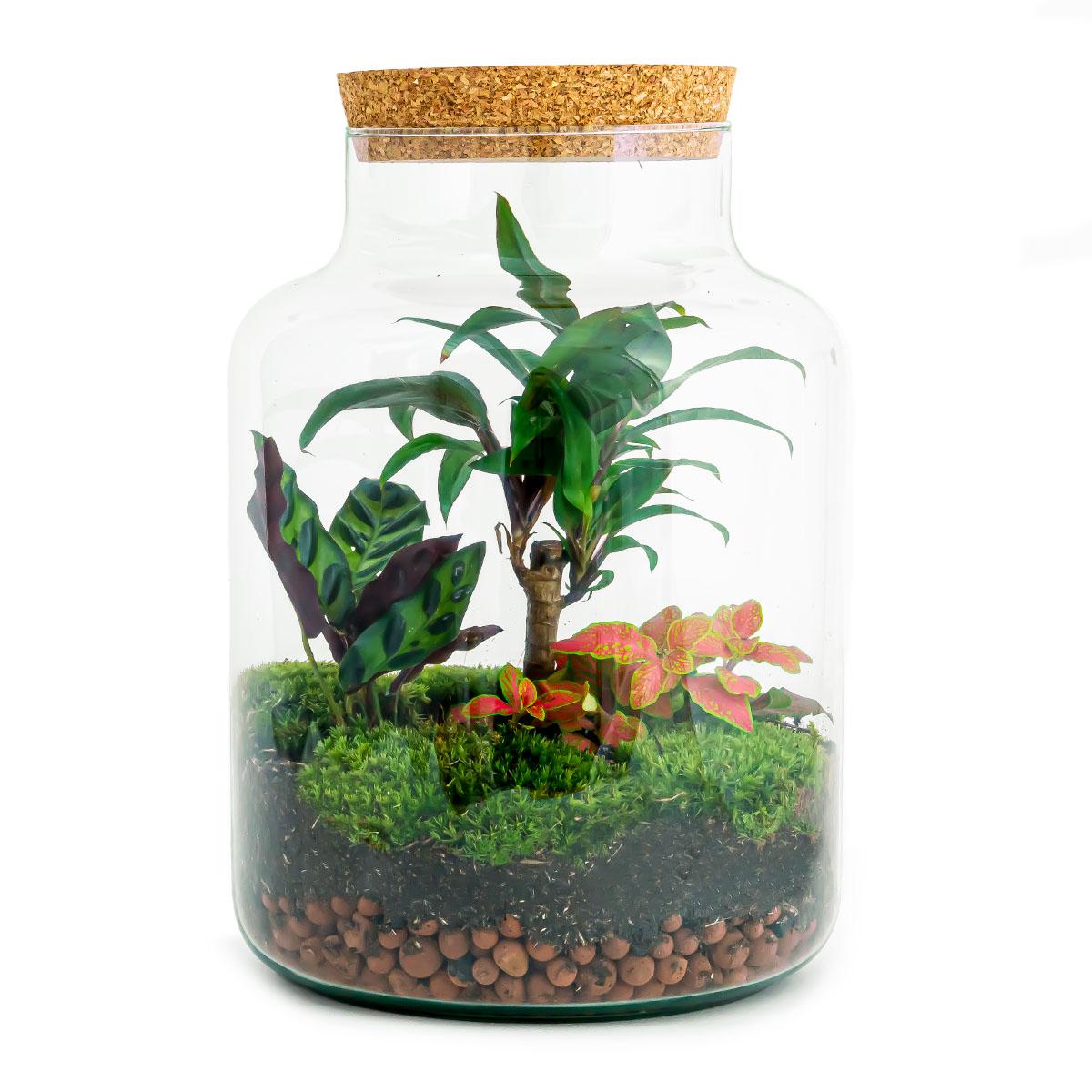 DIY Terrarium - Milky Palm - ↕ 30 cm - Pflanzfix24.de - Pflanzfix24.de