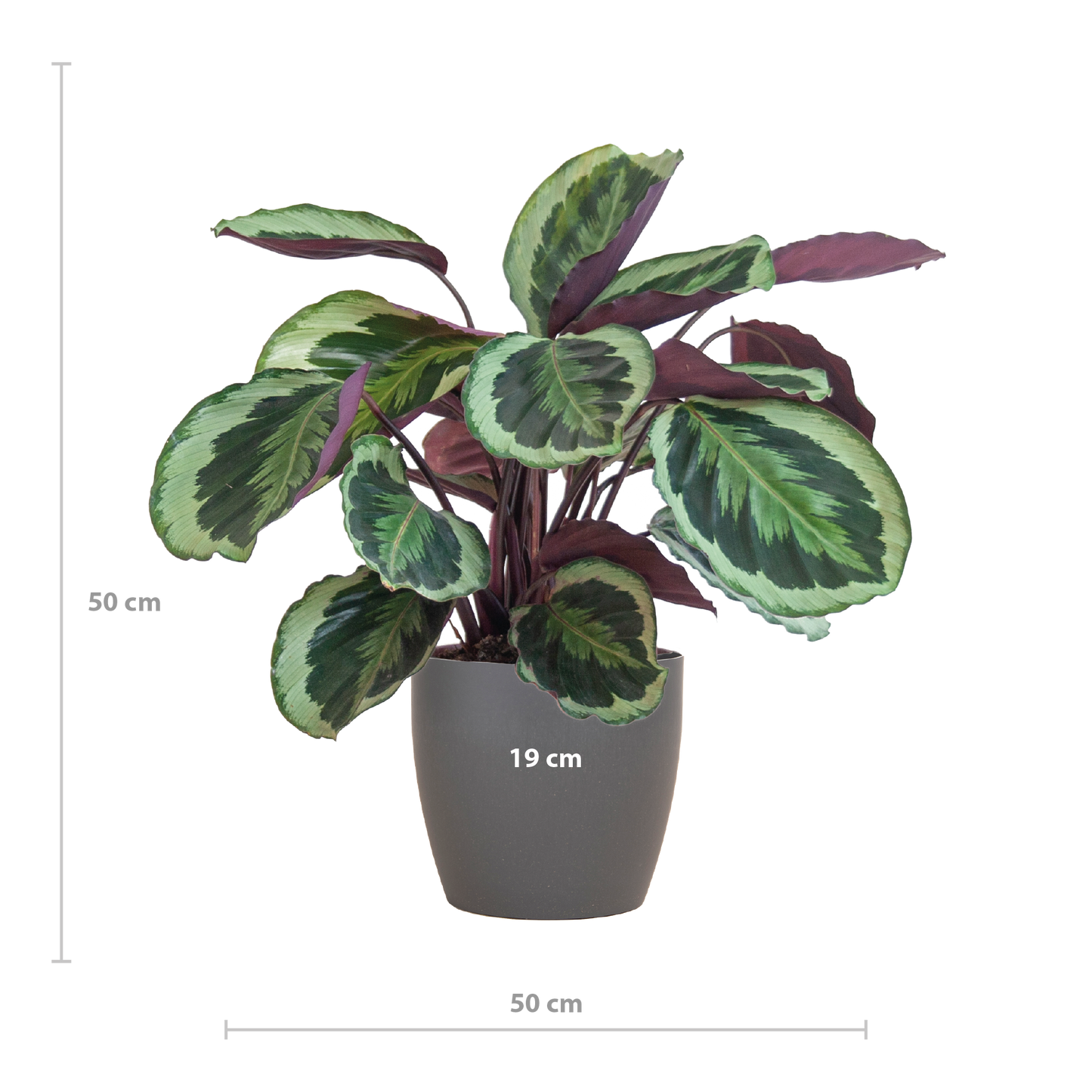 Calathea Medaillon mit Viber Grau- 65cm - Ø21 bei Pflanzfix24.de - Pflanzfix24.de
