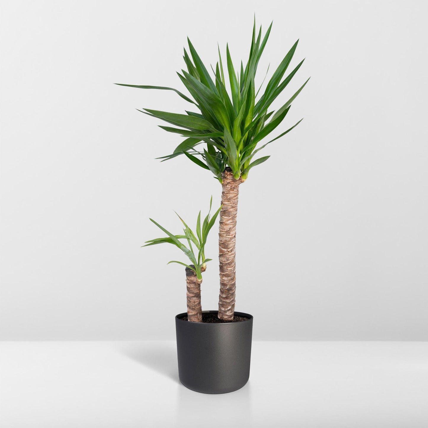 Yucca Elephantipes - Ø21cm - ↕100cm - Pflanzfix24