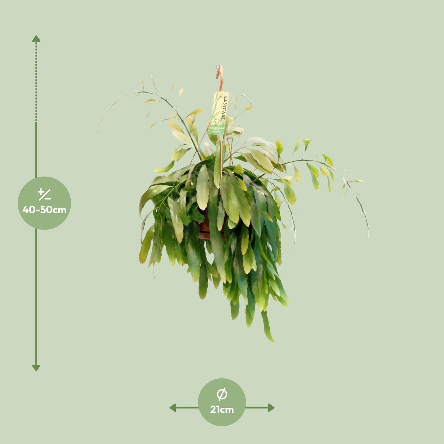 Pseudorhipsalis Ramulosa Red Coral - Ø21 ↕45 bei Pflanzfix24
