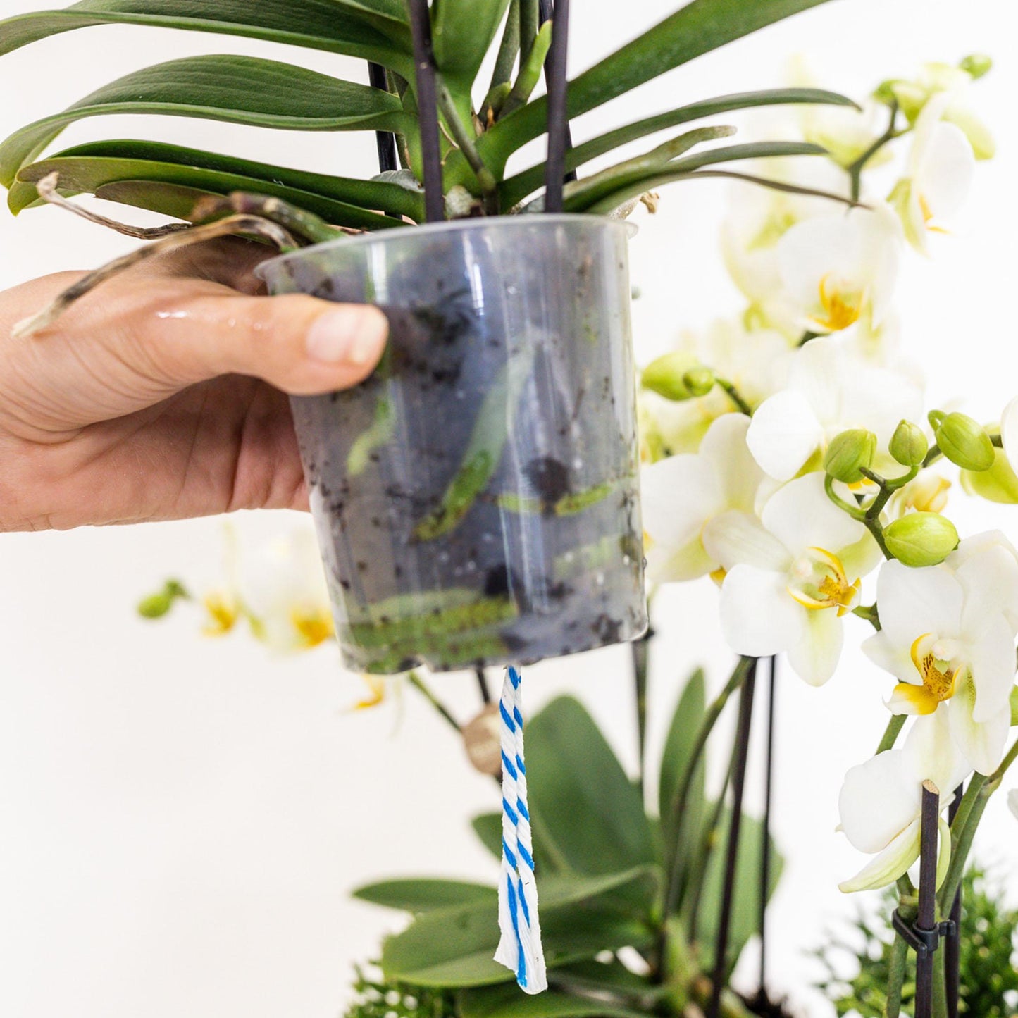 Kolibri Orchideen Set Weiß mit Wassertank – Pflanzfix24.de - Pflanzfix24.de