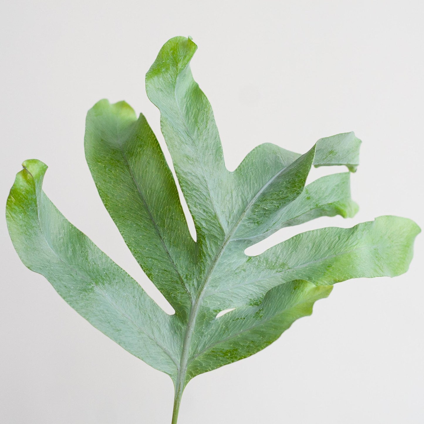 Phlebodium Aureum 'Blue Star' mit Korb Lissabon weiß - 40cm - Ø17 - Pflanzfix24