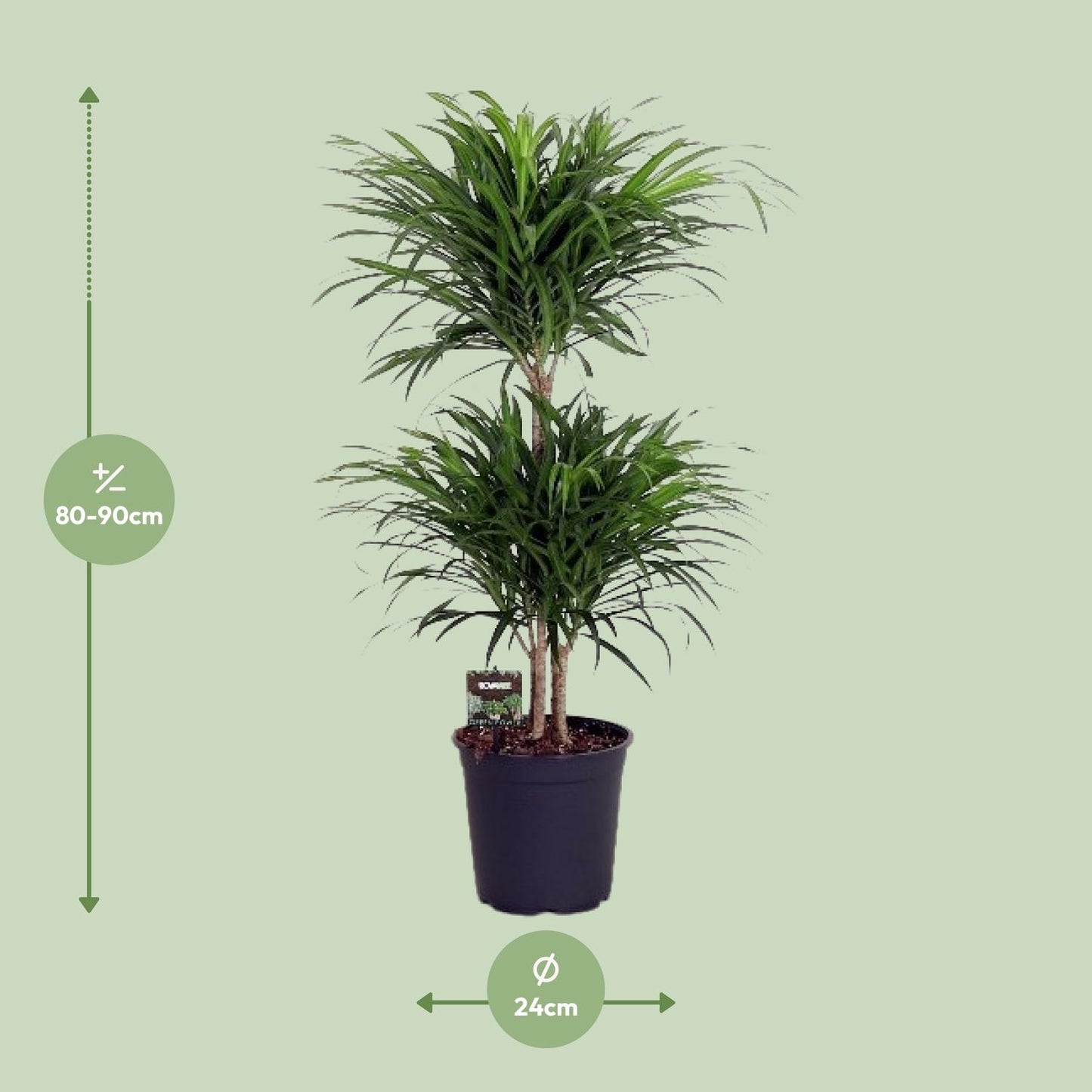 Dracaena Reflexa Anita - Ø24cm - ↕90cm - Pflanzfix24