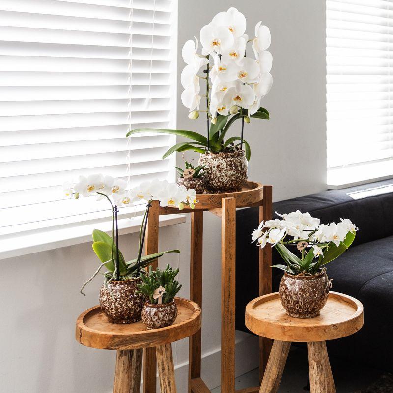 Safari Pot Keramik Ø9cm – Kolibri Home | Pflanzfix24.de - Pflanzfix24.de