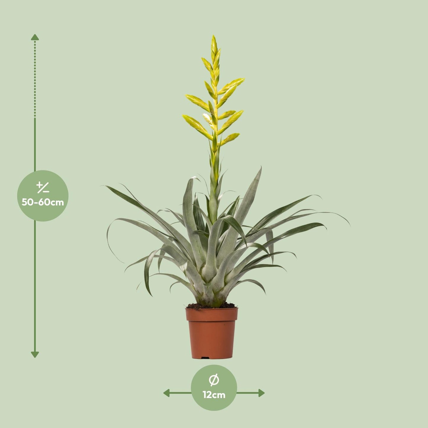 Tillandisa Oerstediana - Ø12cm - ↕60cm bei Pflanzfix24