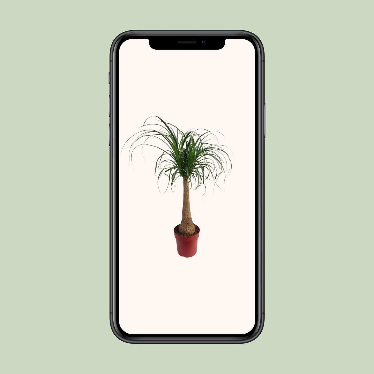 Beaucarnea 'Maya Palm' Stam P27 - Ø27cm - ↕110cm - Pflanzfix24