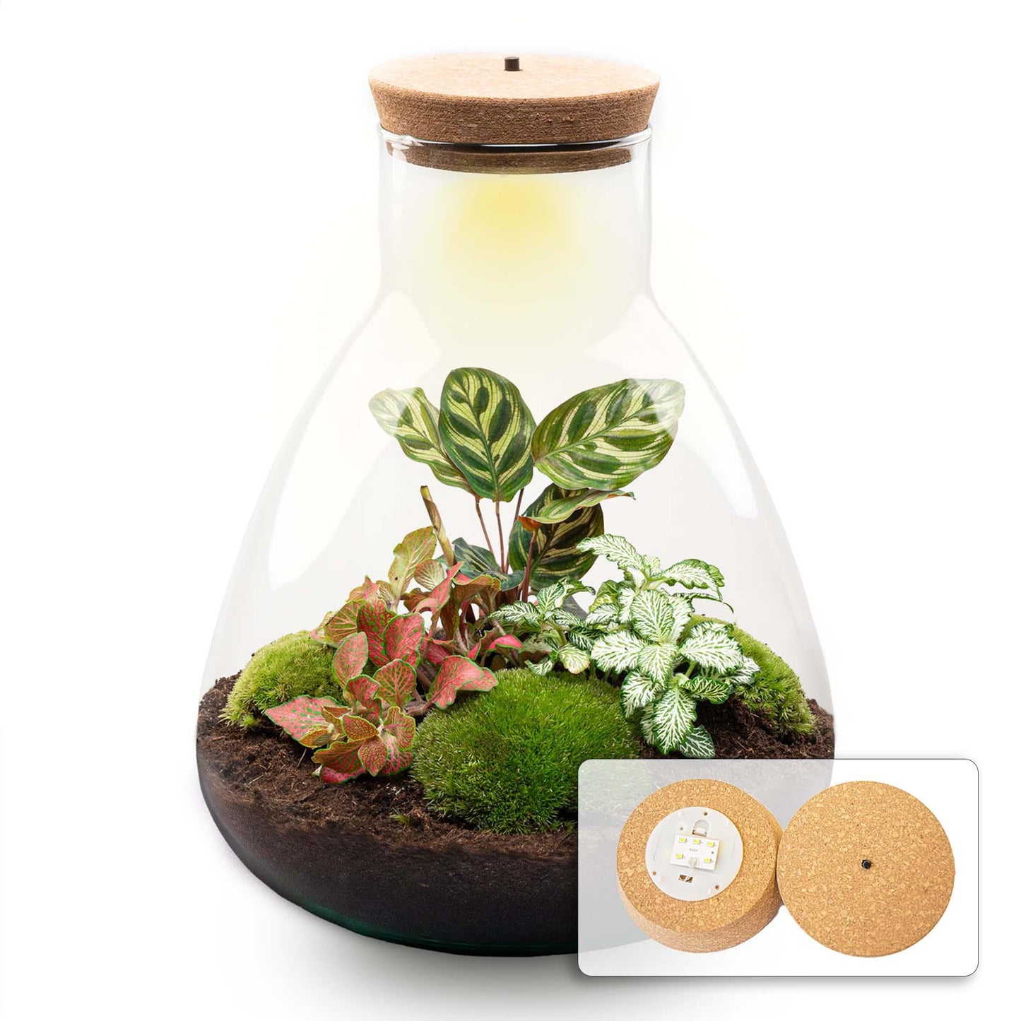 Flaschengarten - Sam Calathea mit Lampe - Pflanzfix24.de - Pflanzfix24.de