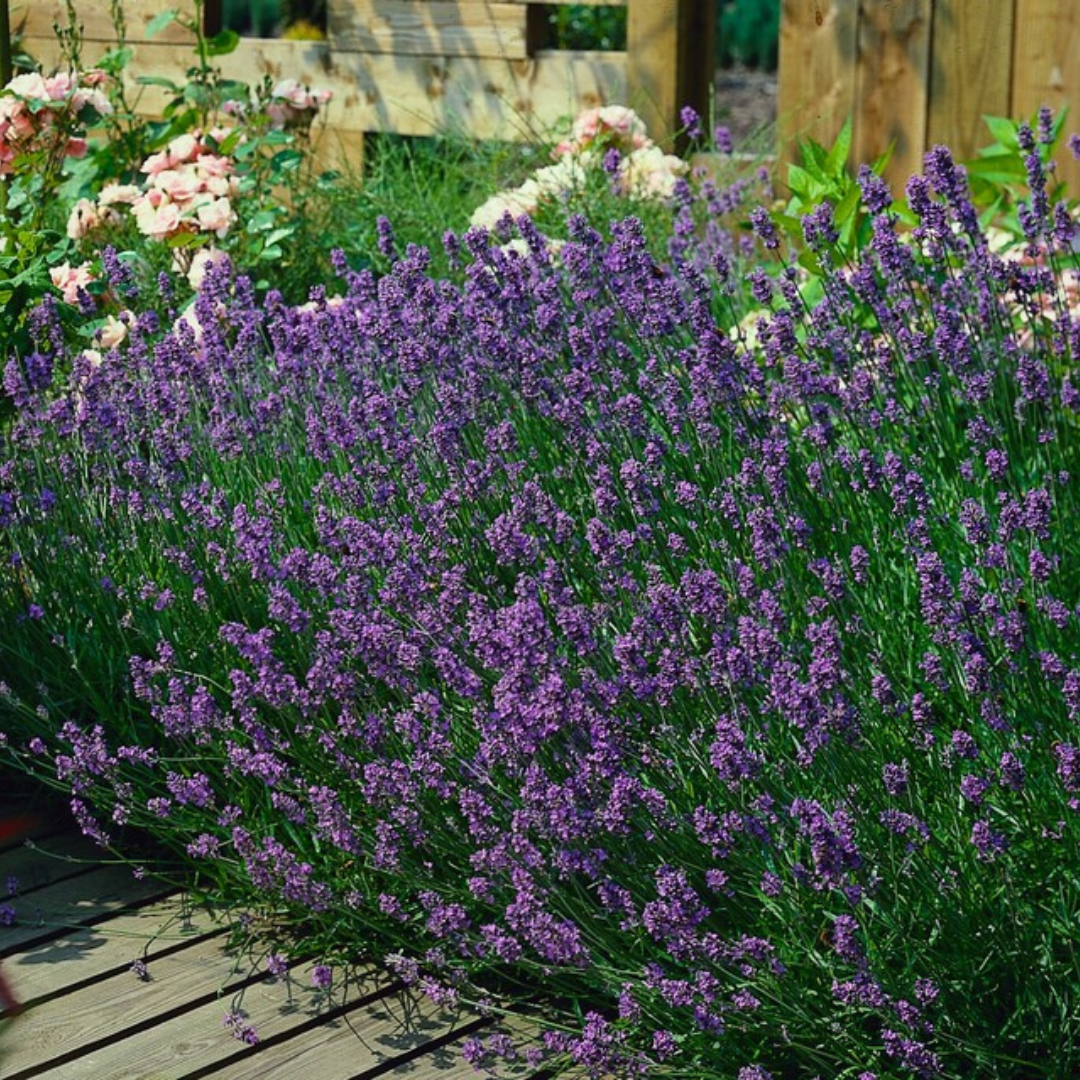 Lavandula 'Munstead' 6er-Set – Duftende Lavendel Jungpflanzen | Pflanzfix24.de - Pflanzfix24.de