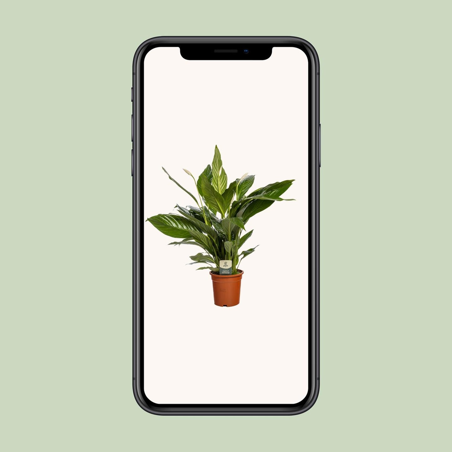 Friedenslilie Spathiphyllum Bingo Cupido – ca. 80 cm | Pflanzfix24.de - Pflanzfix24.de