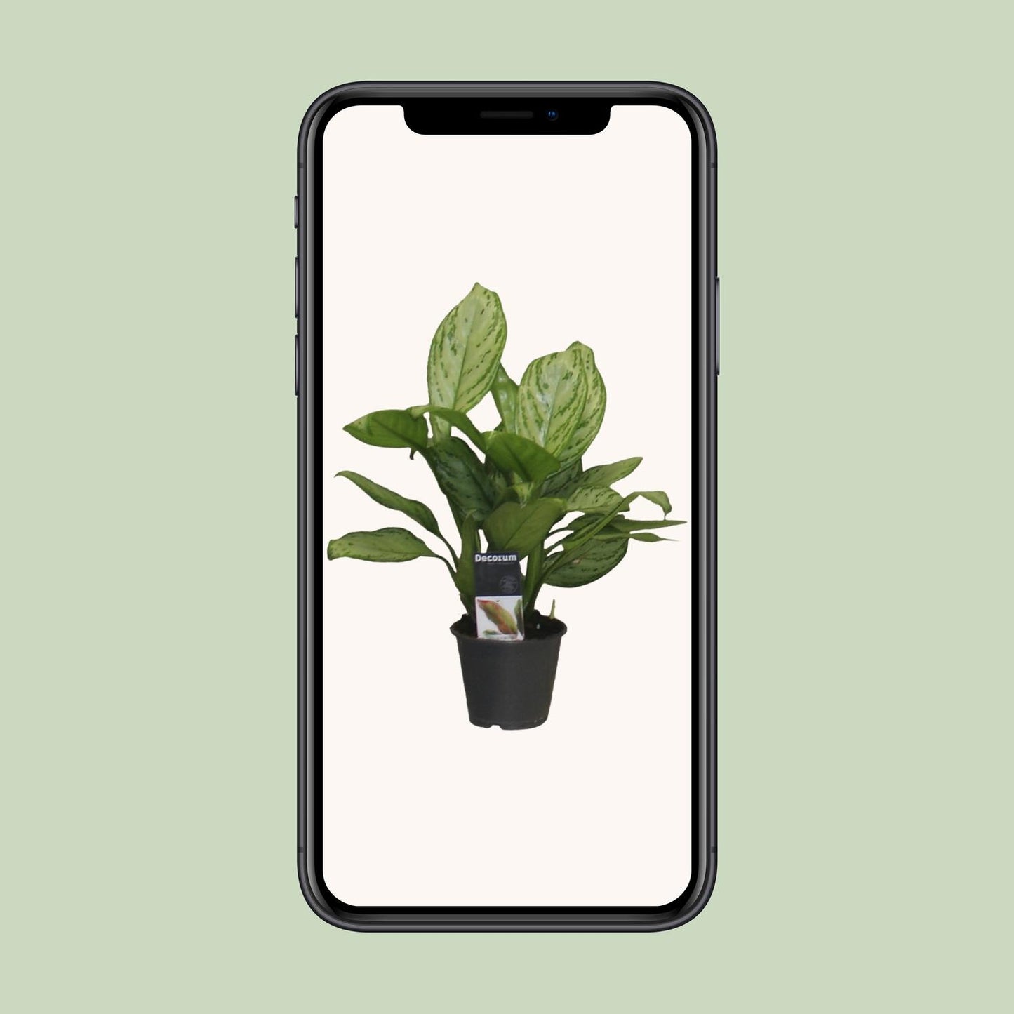 Aglaonema Christina - Ø12cm - ↕30cm bei Pflanzfix24