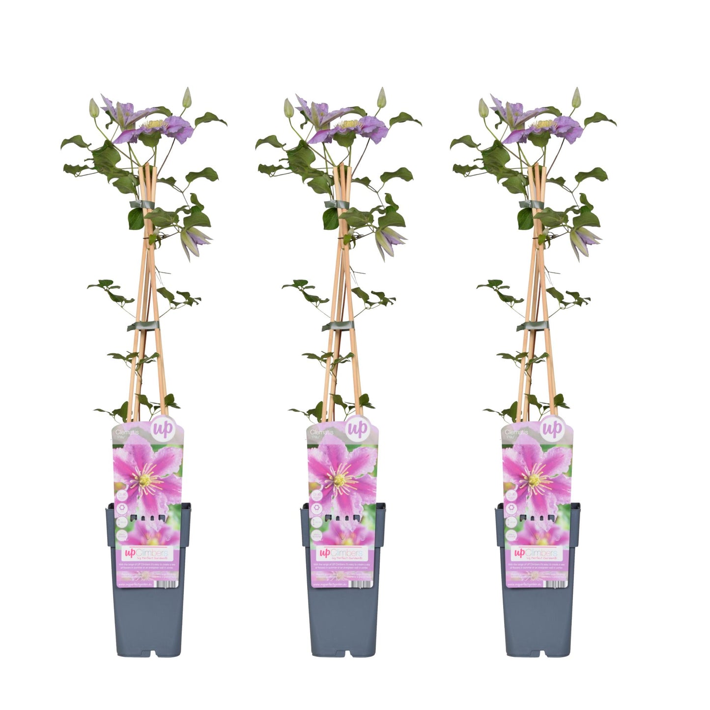 3x Clematis Piilu - ↨65cm - Ø15 - Pflanzfix24