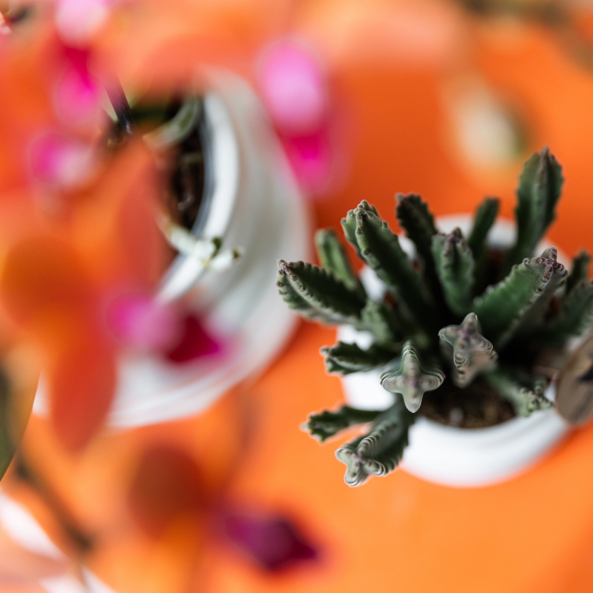 Stapelia Kaktus Ø6cm – Zimmerpflanze bei Pflanzfix24.de - Pflanzfix24.de