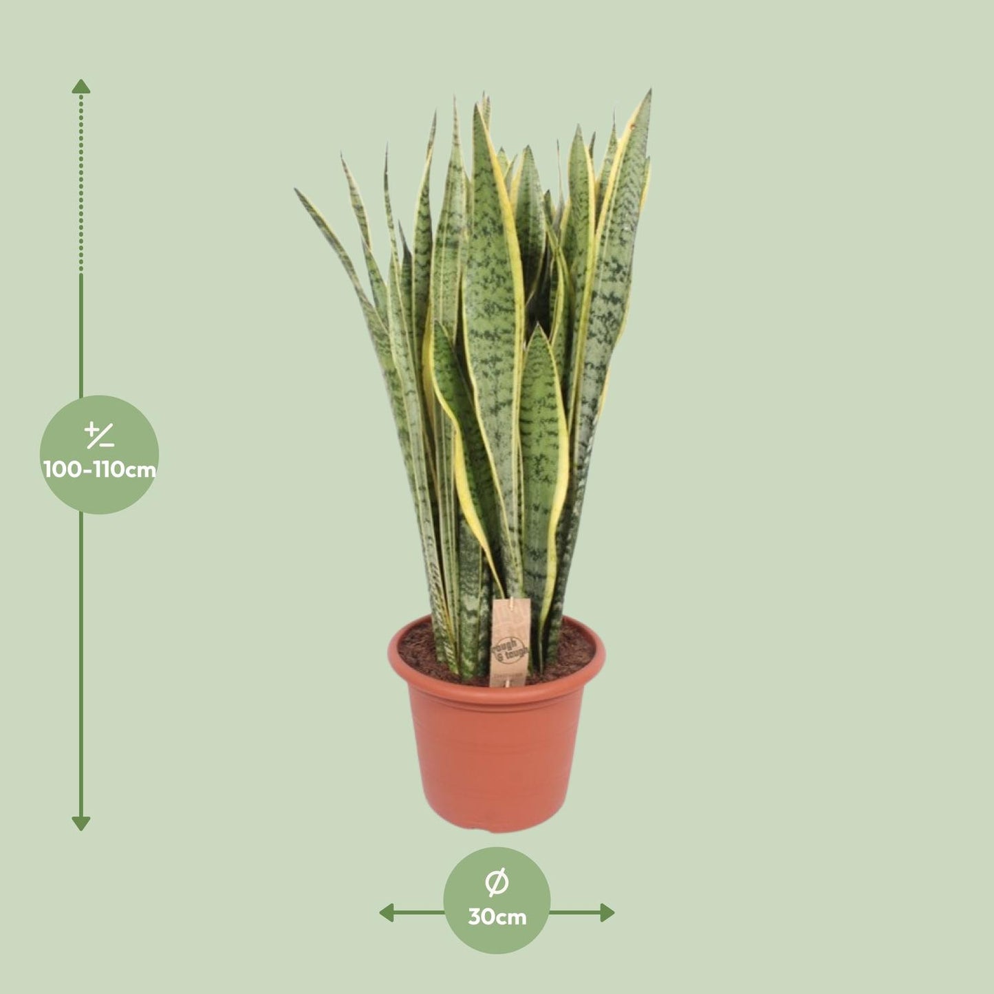 Sansevieria Trifasciata Laurentii - Ø30cm - ↕95cm - Pflanzfix24