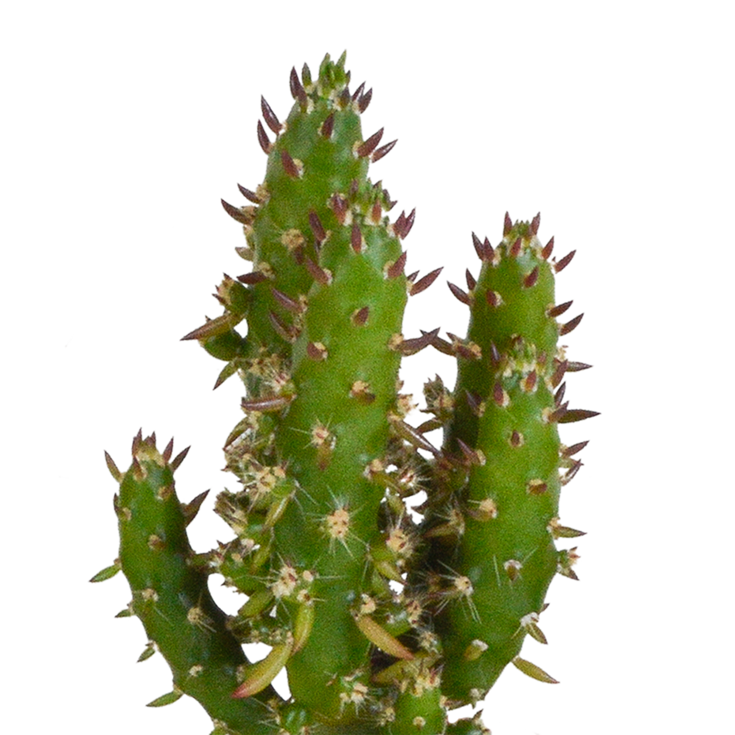 Kakteen und Sukkulenten Mix 5,5 cm | 15er Set - Terrakotta Topf - Pflanzfix24.de - Pflanzfix24.de