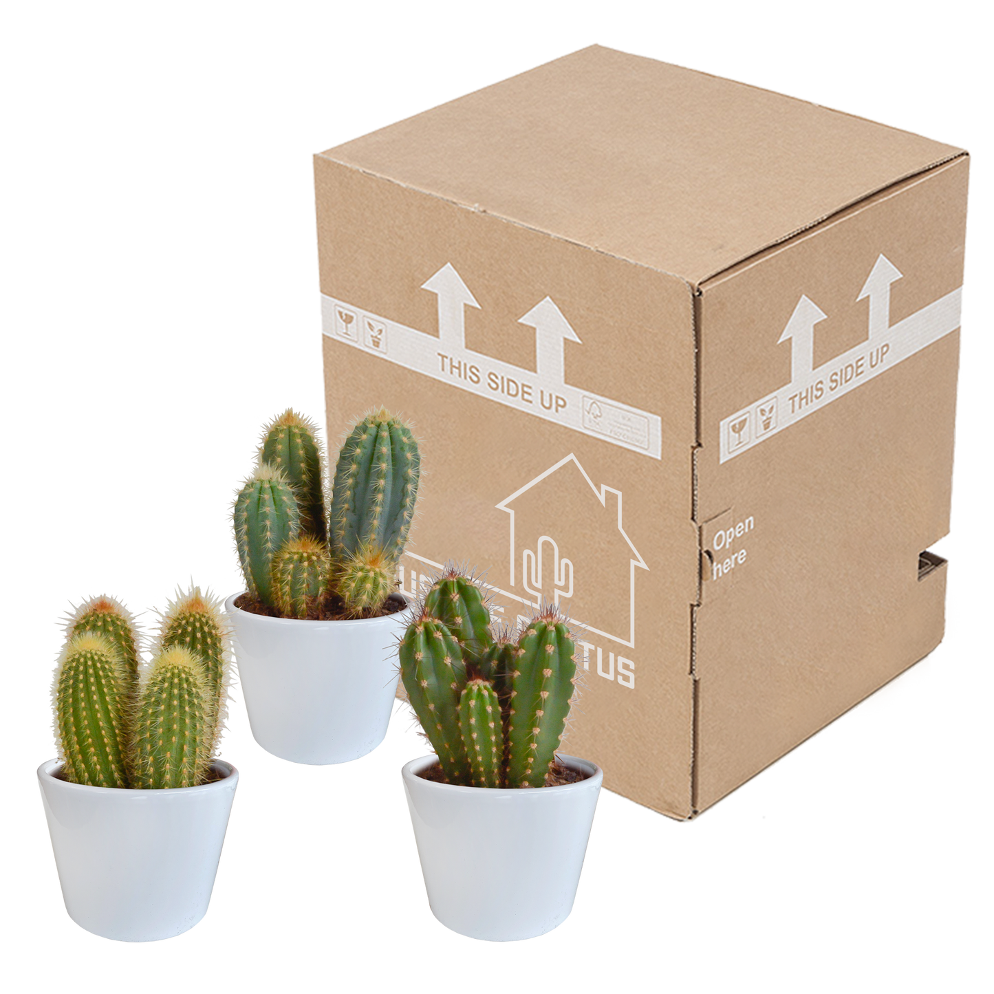 Cereus-Mischung 10,5 cm - 3x - in witte pot - Pflanzfix24.de - Pflanzfix24.de