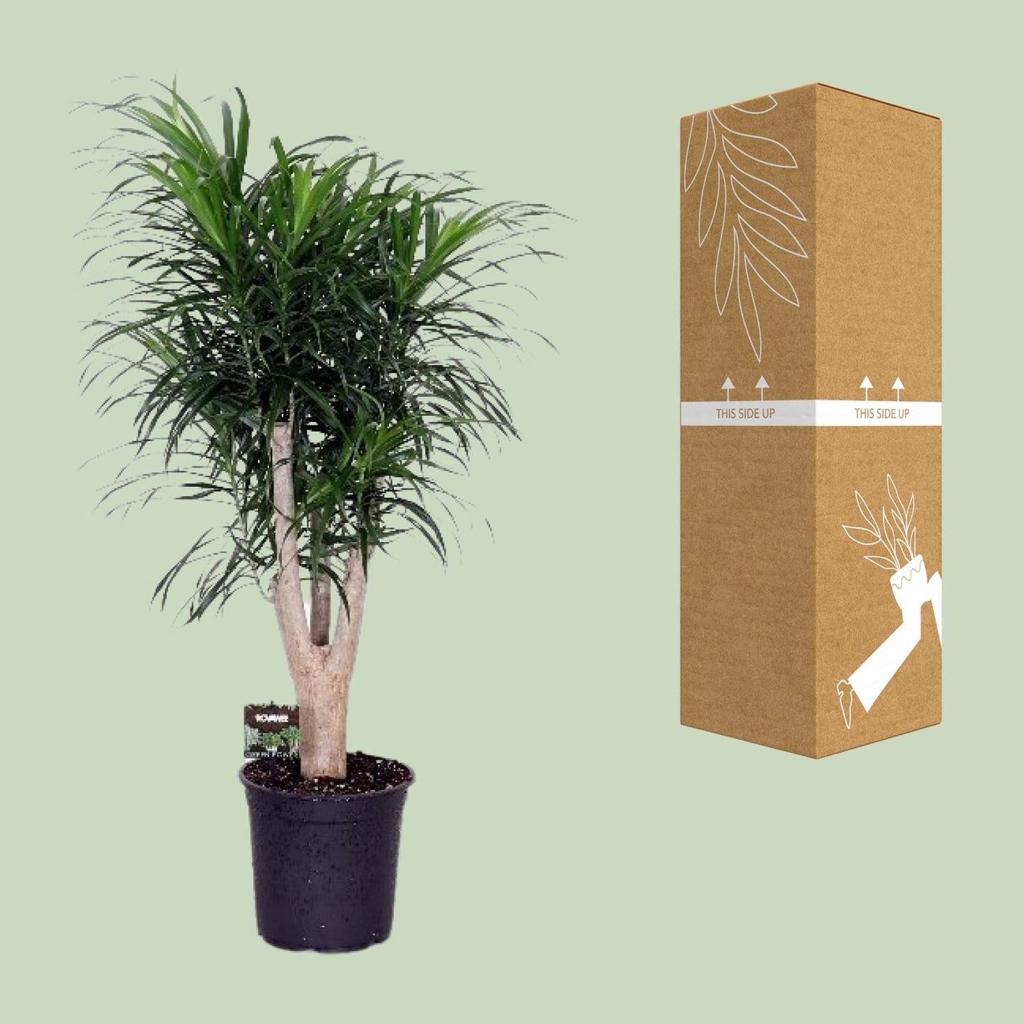 Dracaena Refl. Anita - Ø24cm - ↕90cm - Pflanzfix24