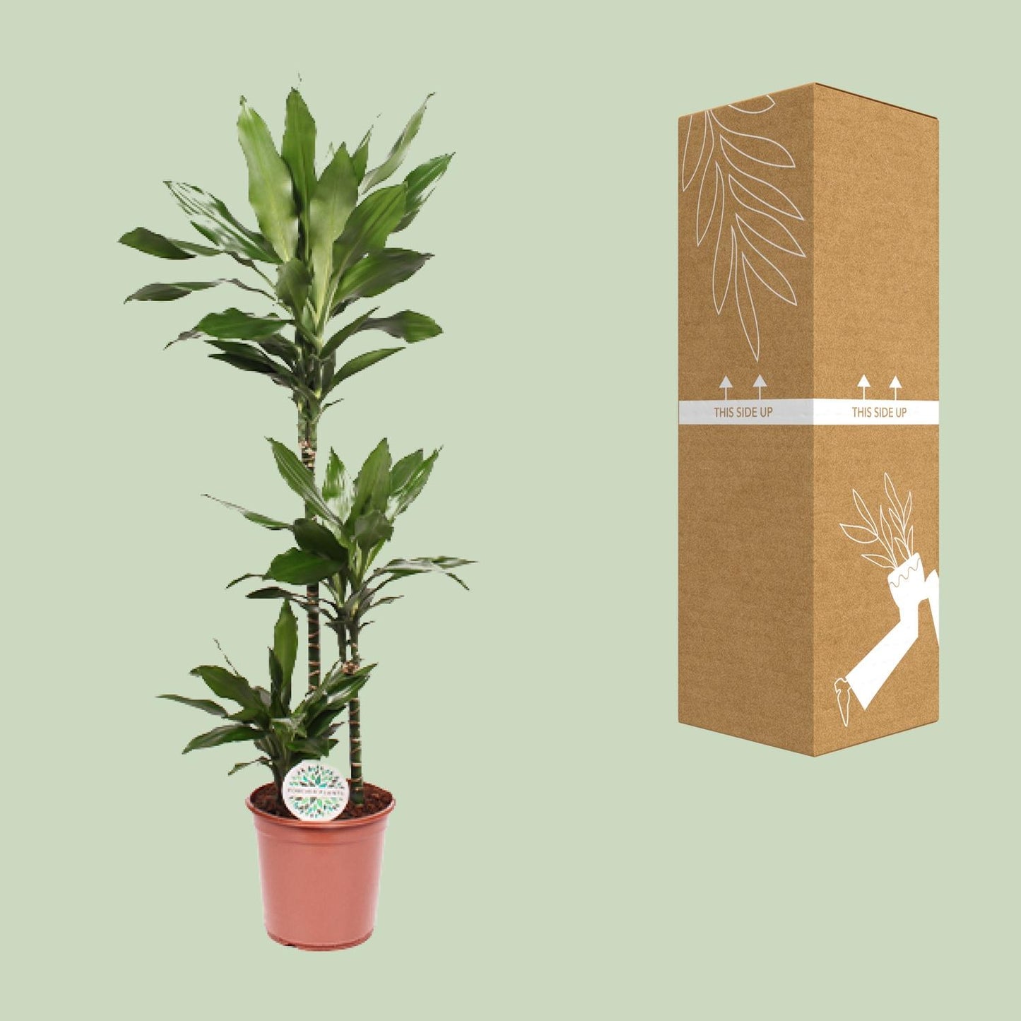 Dracaena Janet Lind - Ø24cm - ↕130cm bei Pflanzfix24.de - Pflanzfix24.de