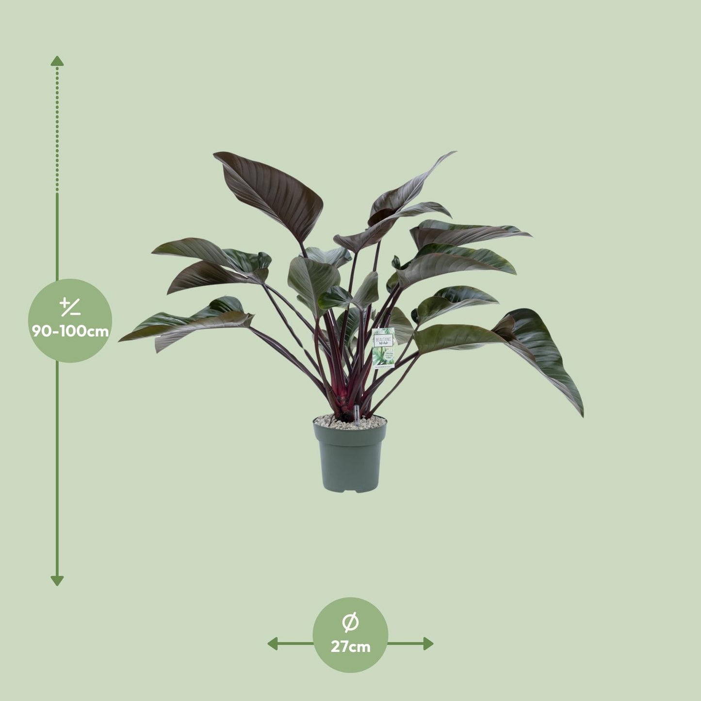 Philodendron Red Beauty - Ø27cm - Pflanzfix24