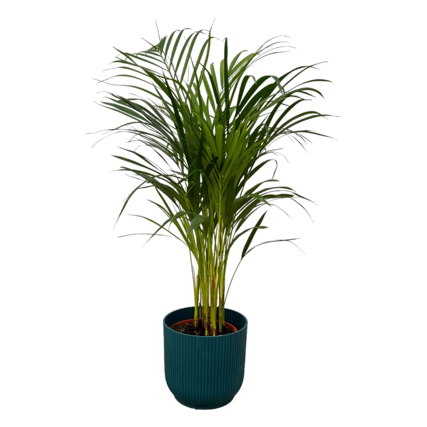 Areca palm - 85cm - Ø19cm mit elho Vibes Fold Round blau D22xH20 - Pflanzfix24