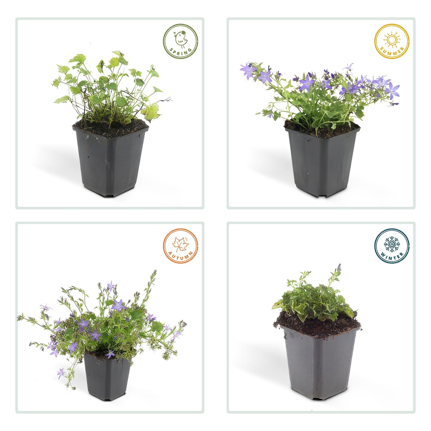 20x Campanula poscharskyana 'Stella' - ↕10-25cm - Ø9cm - Pflanzfix24