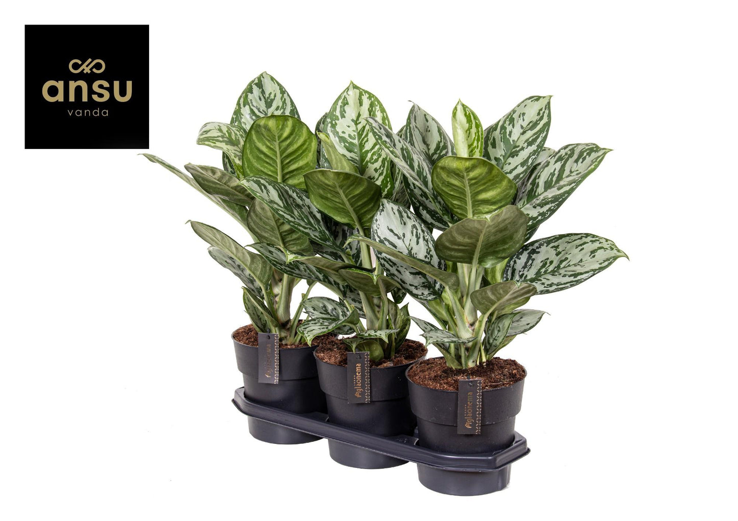 Aglaonema Jungle Silver - Pflanzfix24