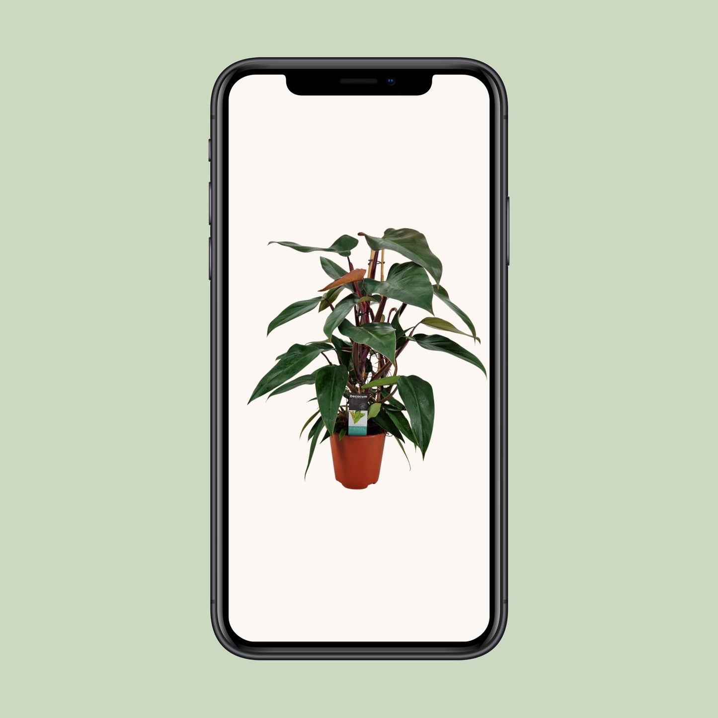 Philodendron New Red Pyramide - Ø19cm - ↕75cm bei Pflanzfix24