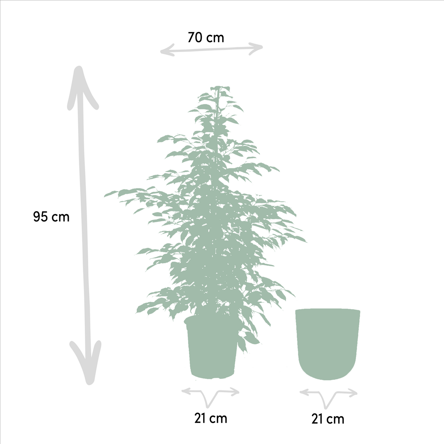 Ficus benjamina Twilight - Ø21cm - ↕95cm + Topf Mayk Gold - Pflanzfix24