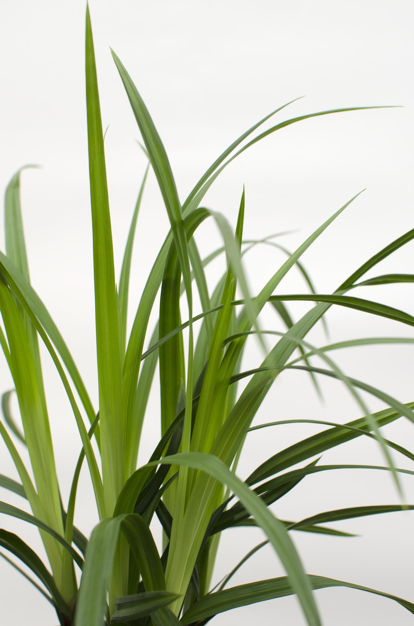 3x Carex morrowii 'Irish Green' - ↨30cm - Ø14 - Pflanzfix24