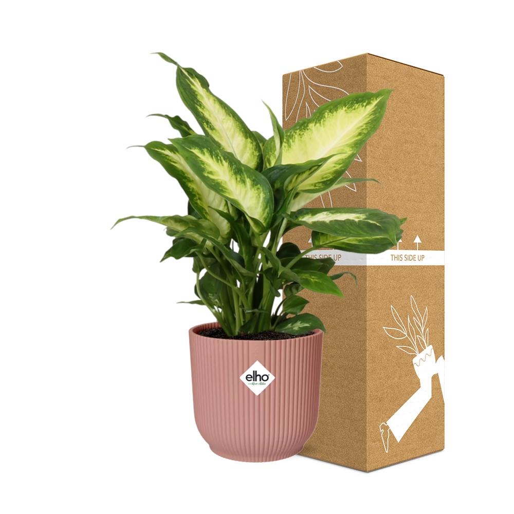 Dieffenbachia 'Camilla' in ELHO Vibes Fold 14cm roze - Pflanzfix24
