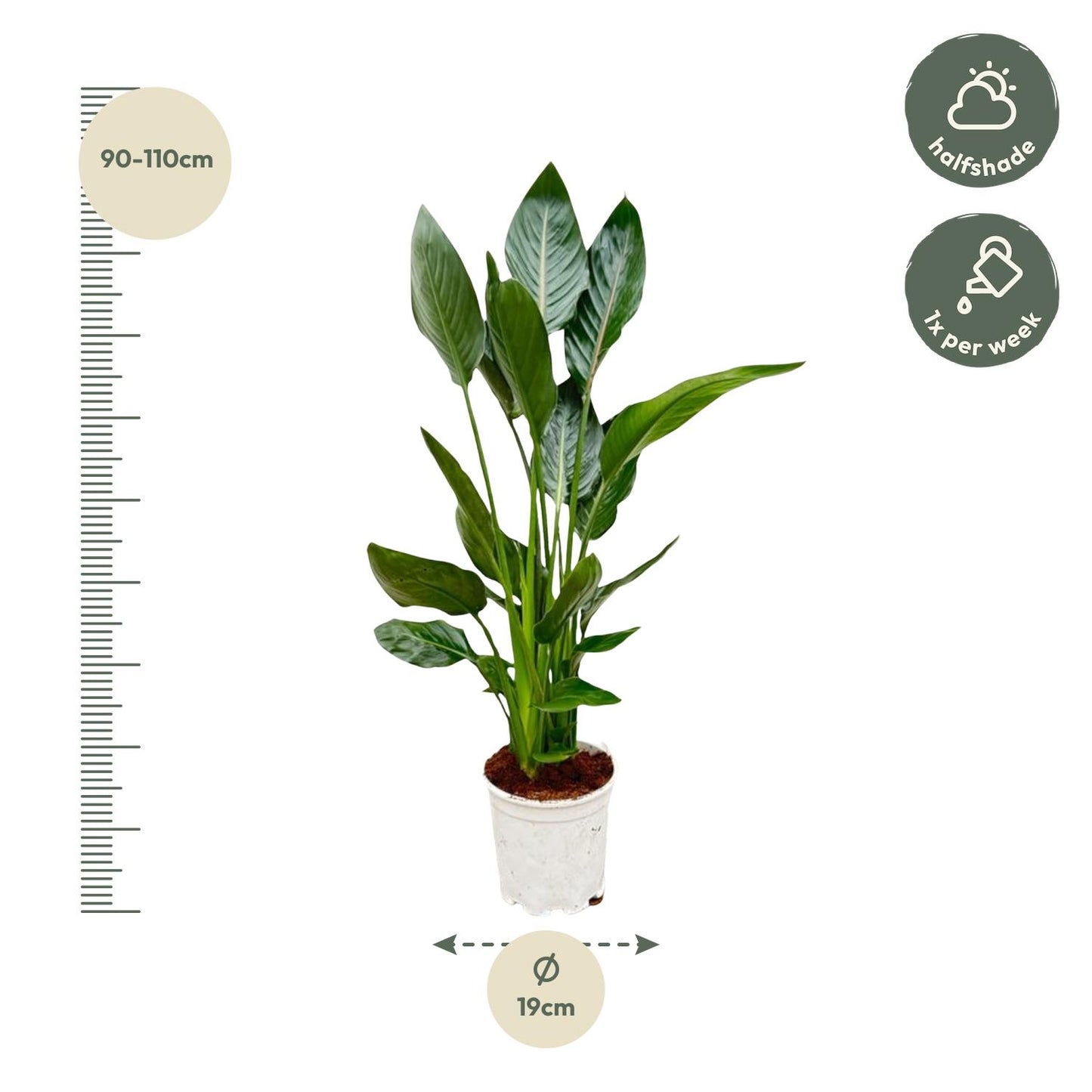 Strelitzia Reginae Paradiesvogelblume 100 cm – Pflanzfix24.de - Pflanzfix24.de