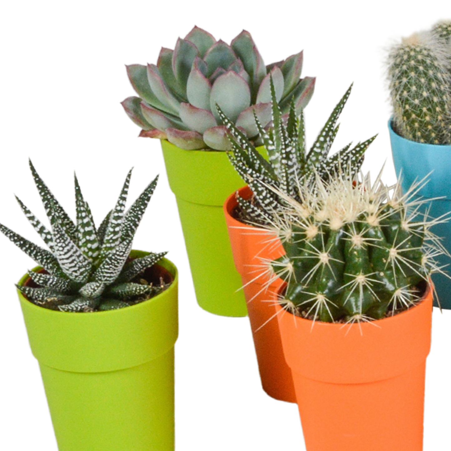 Cactus en vetplanten Mischung 5,5 cm | 15 stück - in gekleurde plasticpot - Pflanzfix24.de - Pflanzfix24.de