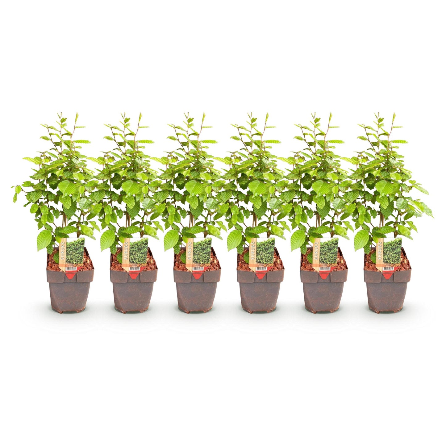 Pflanzfix24.de - Carpinus betulus Heckenpflanzen - 6 Pflanzen - 1 laufender Meter - Pflanzfix24.de