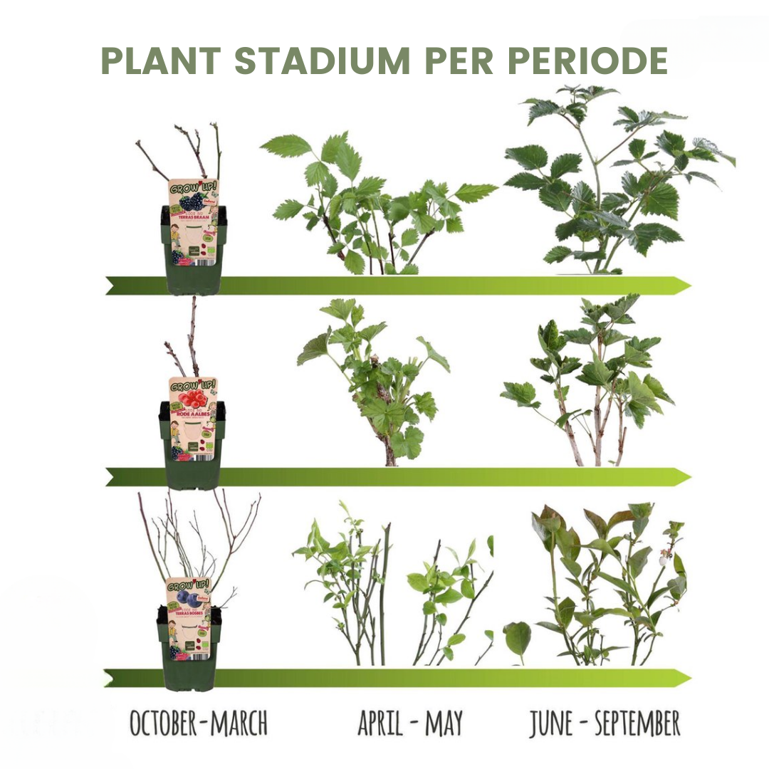 6 x Bio-Kiwi-Pflanzen - Ø 13 cm - ↨ 20 cm bei Pflanzfix24.de