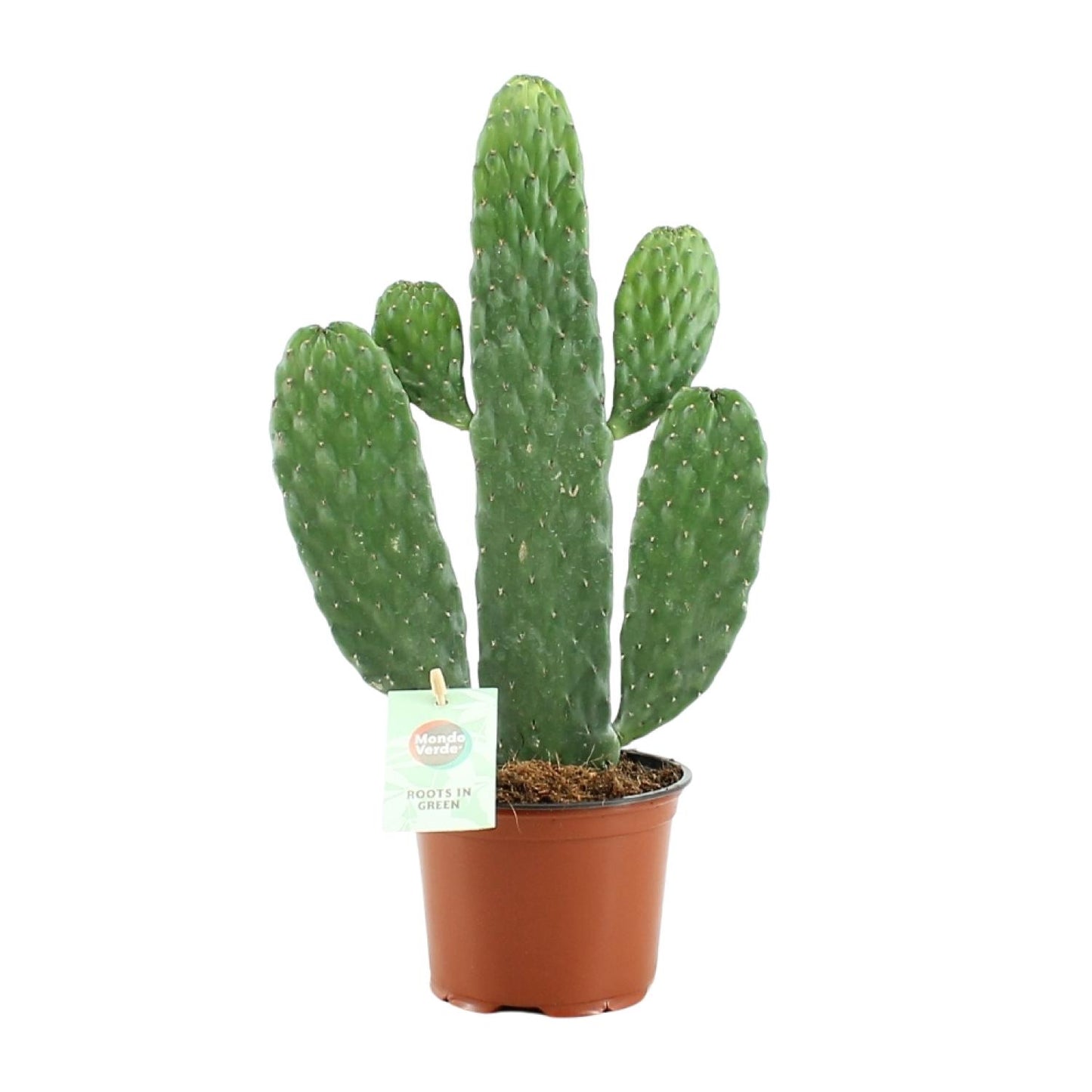 Opuntia Rubescens Consolea Ø12cm | Kaktus 35cm bei Pflanzfix24