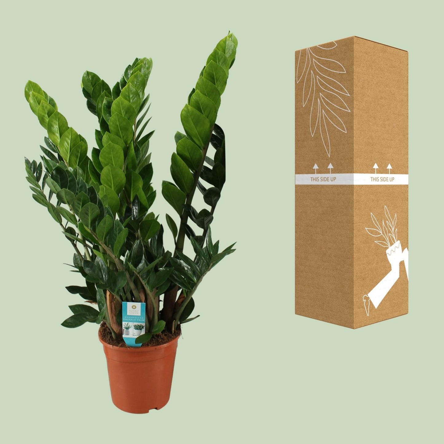Zamioculcas Pflanze Ø21cm – Hoch & Pflegeleicht | Pflanzfix24.de - Pflanzfix24.de