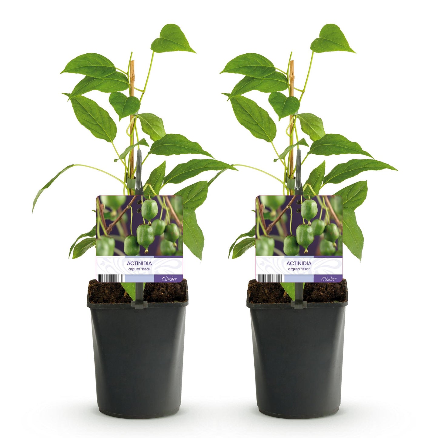 Pflanzfix24 - Kiwi - Actinidia arguta Issai - Grüne Frucht - 2 Pflanzen - Topf 11cm Höhe 40cm