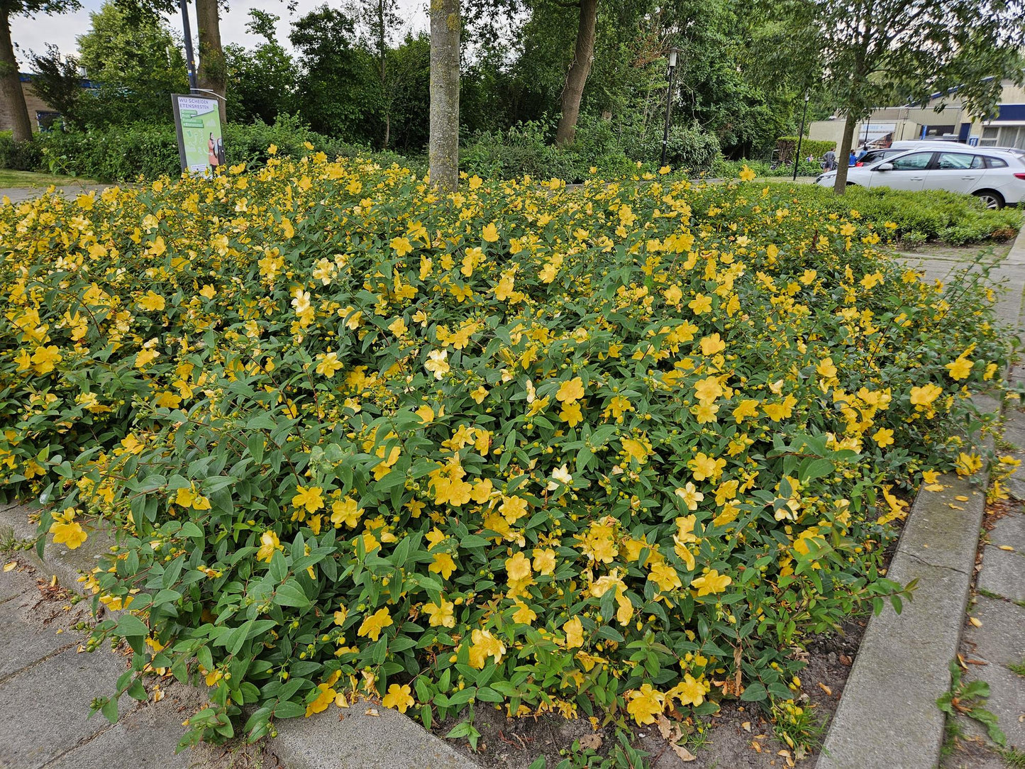 12x Hypericum ‘Hidcote’ Ø9cm | Johanniskraut gelbblühend | Pflanzfix24.de - Pflanzfix24.de