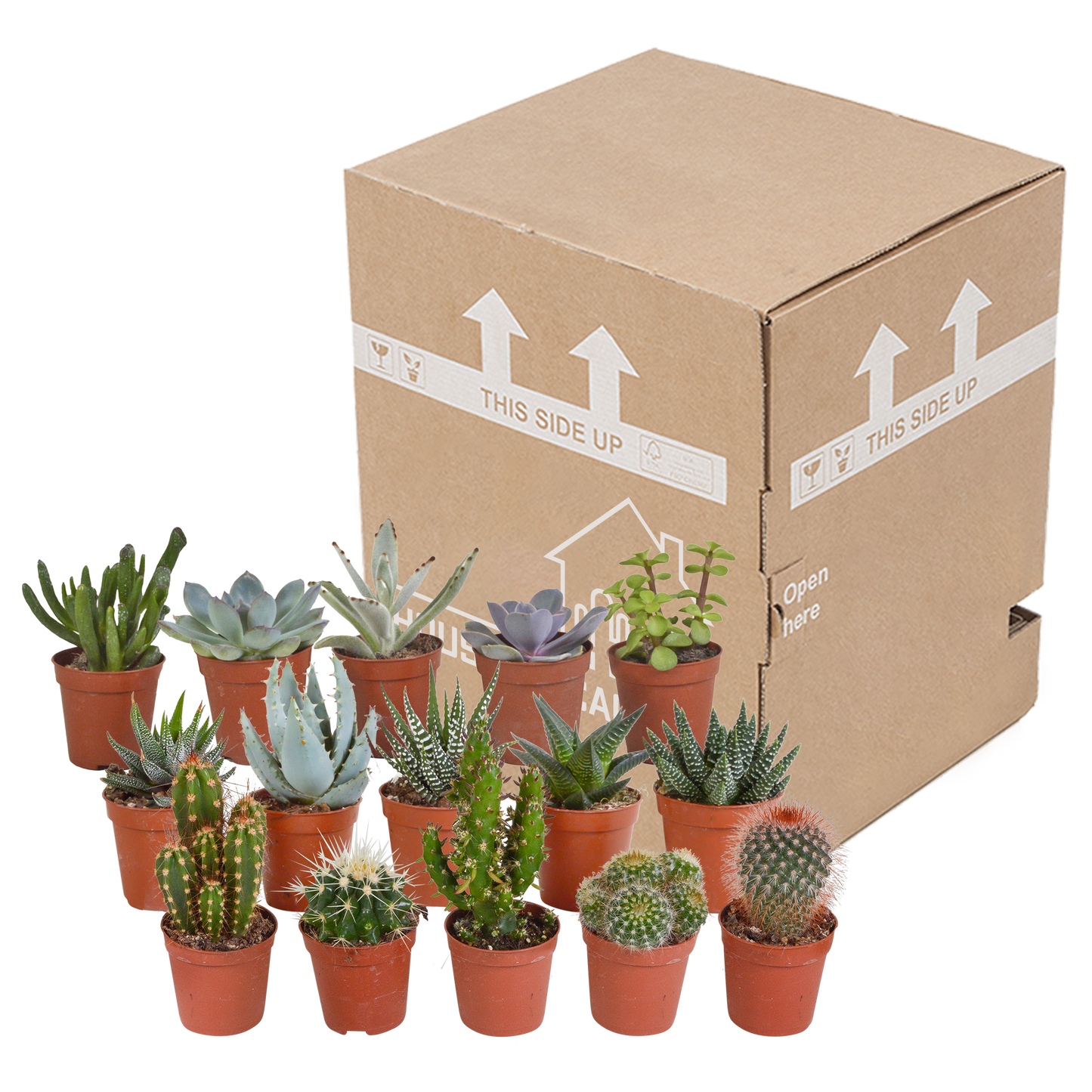 Cactus en vetplanten Mischung 5,5 cm | 15 stück - zonder pot bei Pflanzfix24.de - Pflanzfix24.de