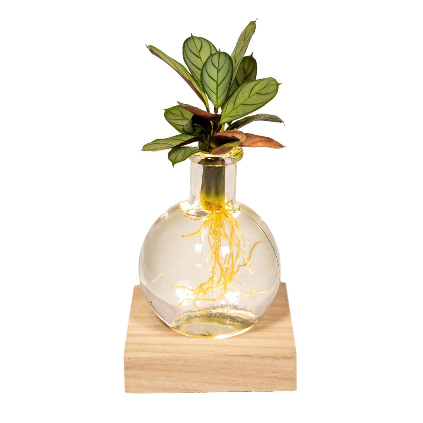 Calathea in Samoa Glas mit LED-Beleuchtung - Pflanzfix24.de - Pflanzfix24.de