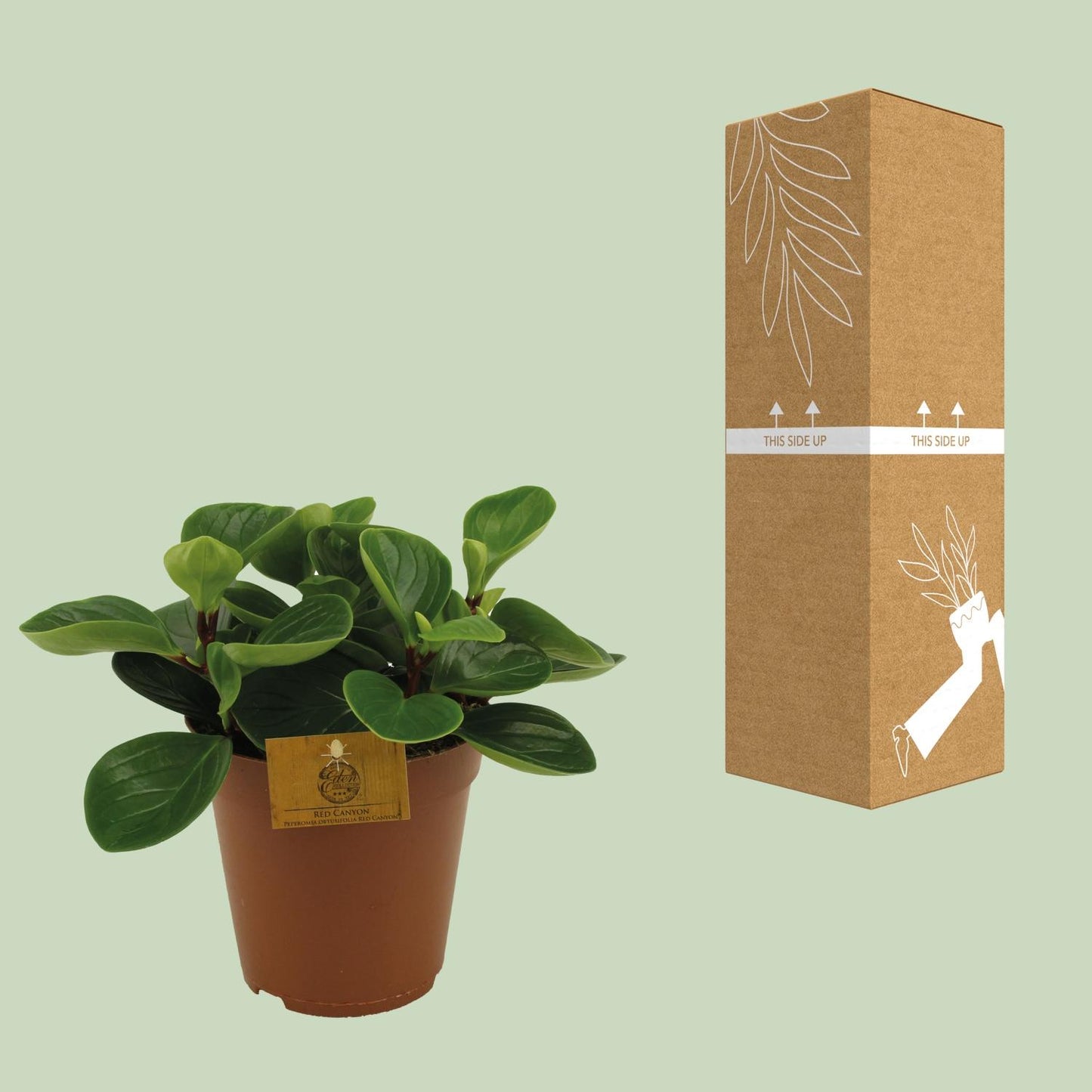 Peperomia Red Canyon Ø15cm – Attraktives Muster | Pflanzfix24.de - Pflanzfix24.de