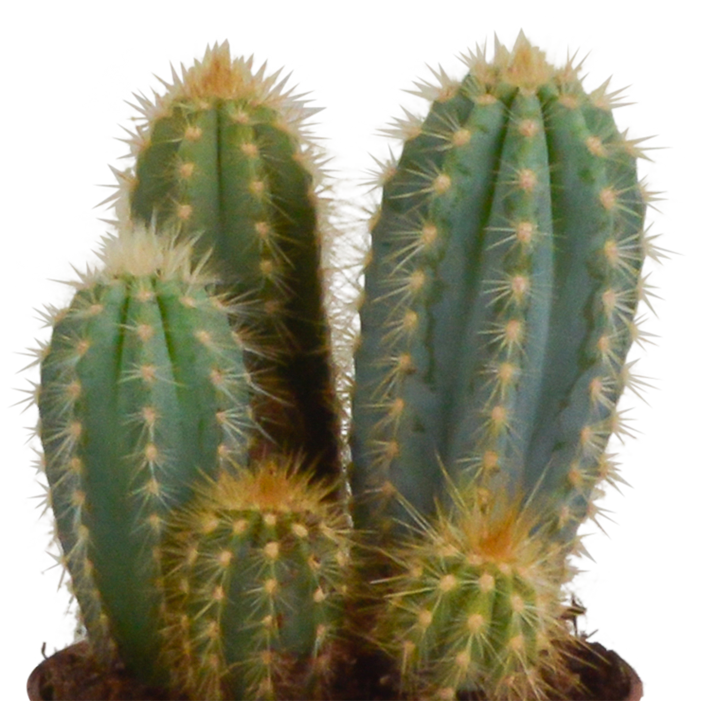 Cereus-Mischung 10,5 cm - 3x - in Mexicaanse pot - Pflanzfix24.de - Pflanzfix24.de