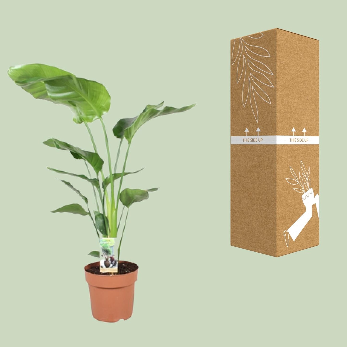 Strelitzia Nicolai 90 cm - Paradiesvogelblume Ø21 cm | Pflanzfix24.de - Pflanzfix24.de