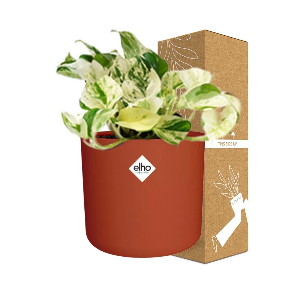 Epipremnum Pinnatum Happy Leaf in ELHO b.for soft rond 14cm brique - Pflanzfix24