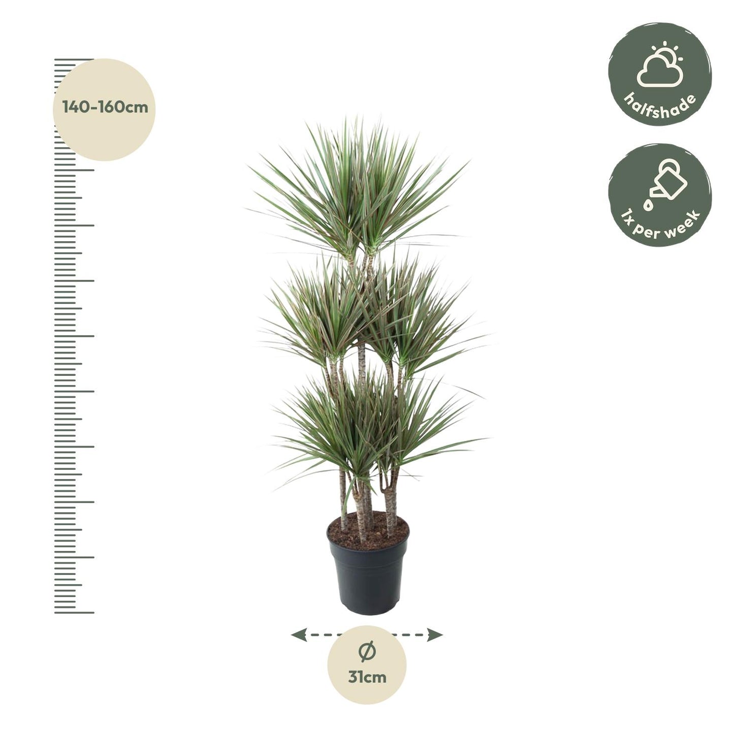 Dracaena Bicolor Carrousel - 150cm - Pflanzfix24