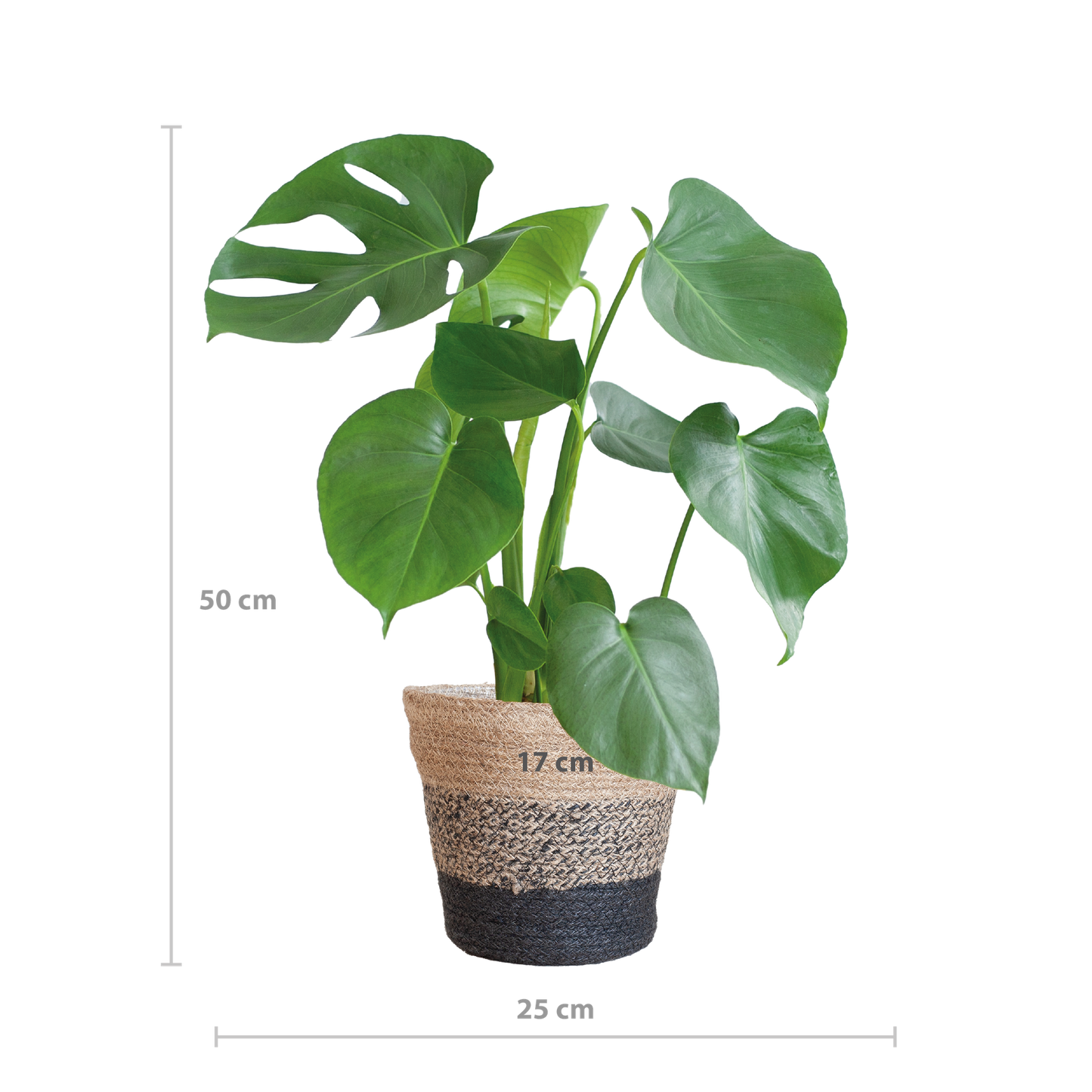 Monstera Deliciosa mit Lissabon-Schwarzkorb - 50cm - Ø17 - Pflanzfix24